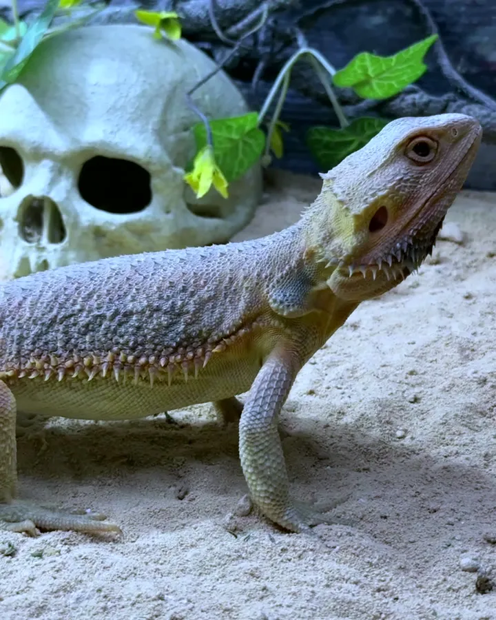 Die Bartagame Murph steht im Sand ihres Terrariums, den Kopf angehoben.