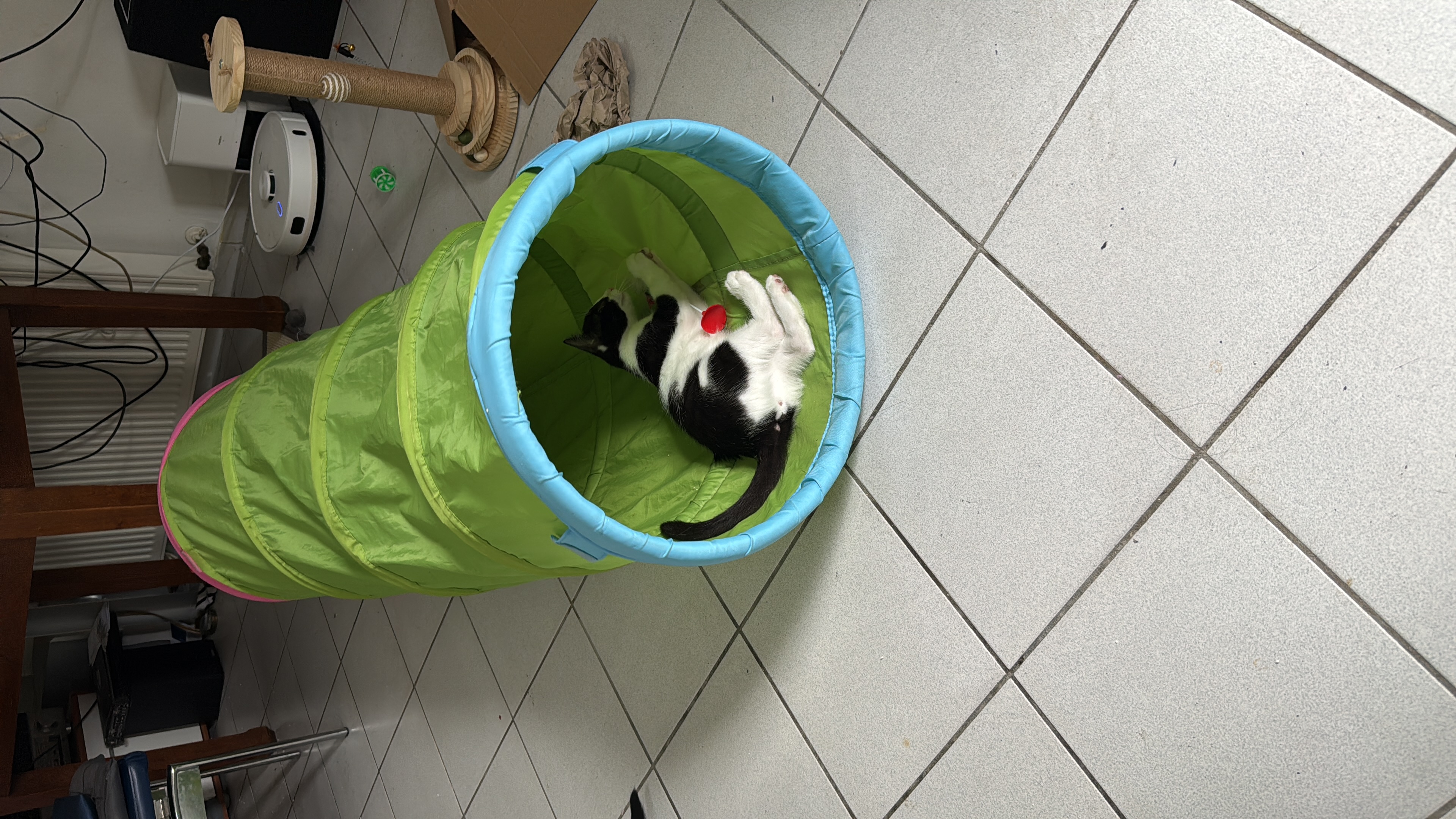 Aufnahme des Tieres